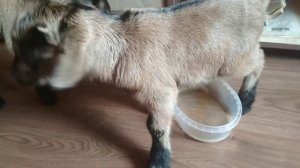 Камерунские козлята писают в судочек.😆