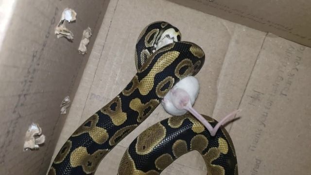 ball python eating mouse.."WARNING LIVE FEEDING!!!" смотреть онлайн