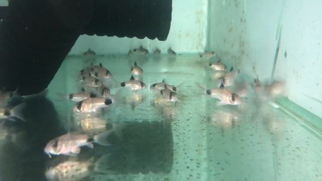 Коридорас панда (corydoras panda). Рекомендации по содержанию, кормлению, разведению смотреть онлайн