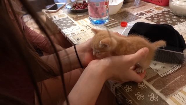 VLOG Пранк над Надей: тебе передали котёнка смотреть онлайн