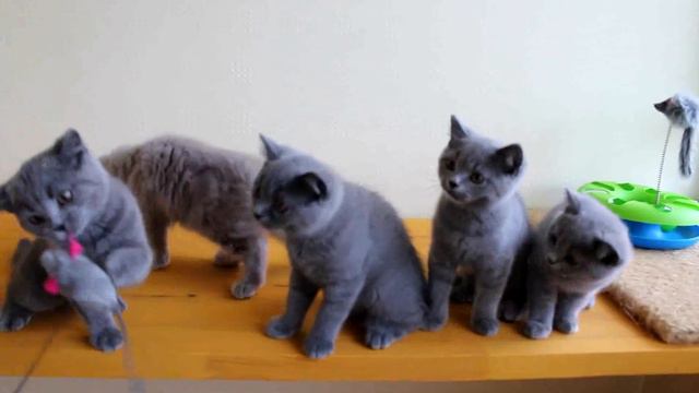 Британский кот и кошка - купить из питомника смотреть онлайн