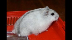 Как отличить джунгарского хомяка от кэмпбелла и гибрида. Сахарный диабет у хомяков