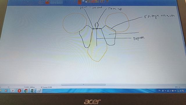 Решетчатая кость. анатомия в рисунках смотреть онлайн