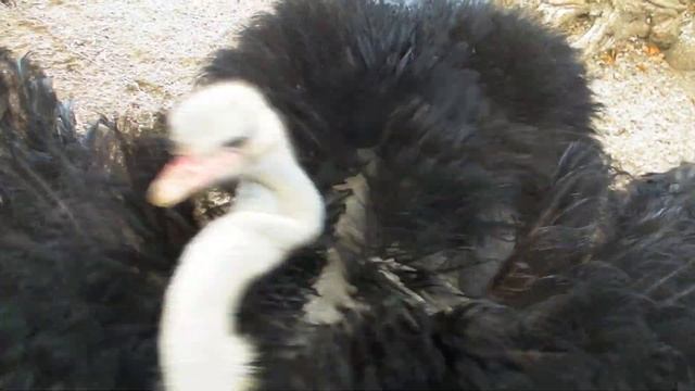 Africki noj - Ostrich - Struthio camelus смотреть онлайн