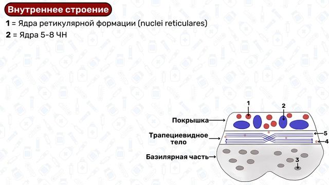 Варолиев мост анатомия: строение варолиева моста, анатомия мозга смотреть онлайн