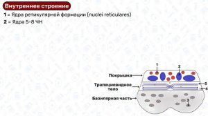 Варолиев мост анатомия: строение варолиева моста, анатомия мозга