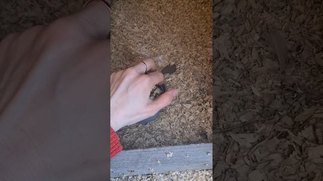 ? Перепёлки Живы Здоровы и Передают Всем Привет! ? смотреть онлайн