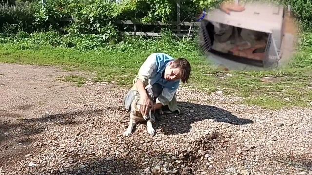 Дважды попавшая под автомобиль Буся - живёт и бегает шустрее всех! смотреть онлайн