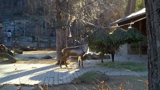 Tiergarten Schönbrunn - Zoo Vienna - Austria HD смотреть онлайн