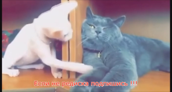 Лучшие приколы с котами и кошками 2017,СМЕШНЫЕ КОТЫ,ТОПовая ПОДБОРКА Ot FunnyBomBa