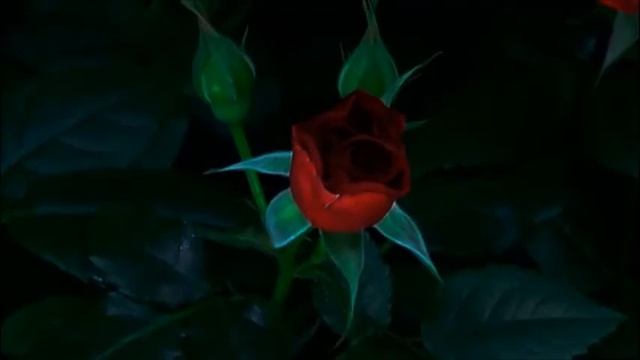 Вальс цветов в нашем саду. Музыка П.И. Чайковского. Самое красивое шоу Сибирской природы смотреть онлайн