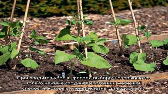 Учимся выращивать и ухаживать за спаржевой фасолью