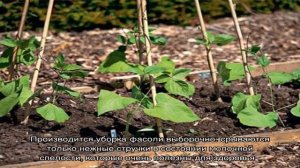 Учимся выращивать и ухаживать за спаржевой фасолью