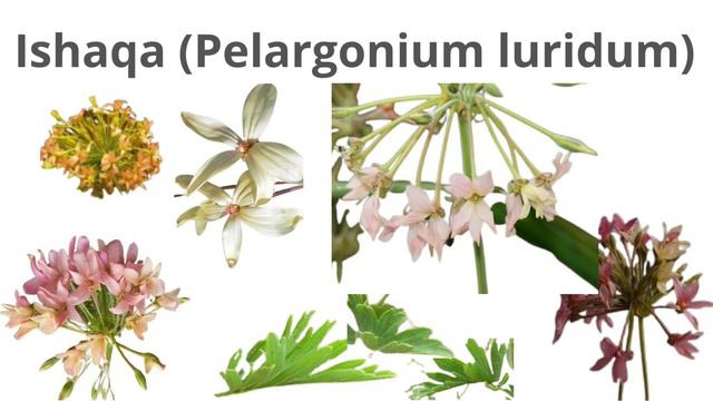 Pelargonium luridum (Ishaqa / Ishwaqa) смотреть онлайн