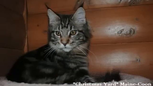 Мейн кун в Митино смотреть онлайн