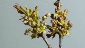 Явления природы весной. Явления в живой и неживой природе.