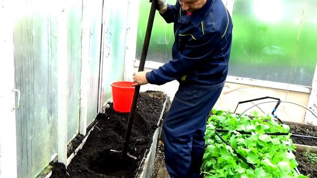 Как выращивать огурцы в теплице. смотреть онлайн