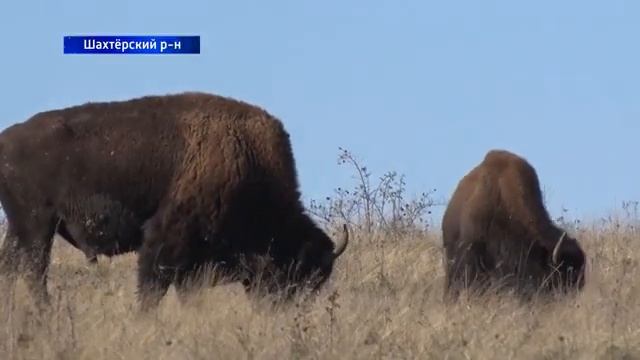 В Республике появились на свет 3 бизона. Где и как они обитают? смотреть онлайн