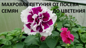 Махровая петуния от А до Я