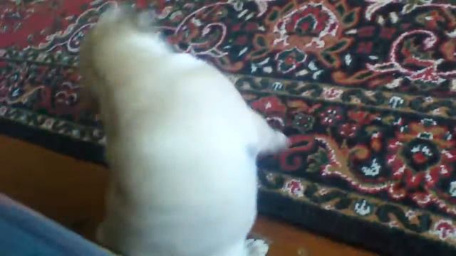 МОПС ЗАНИМАЕТСЯ УТРЕННЕЙ ГИМНАСТИКОЙ || спорт с умом смотреть онлайн