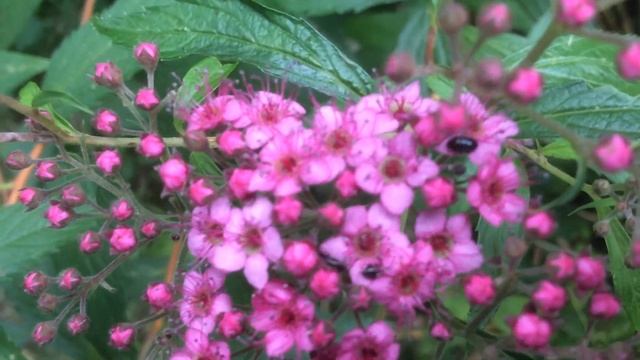 Spirée du Japon 'Anthony Waterer' 'Spiraea japonica' Les ombelles sont belles смотреть онлайн