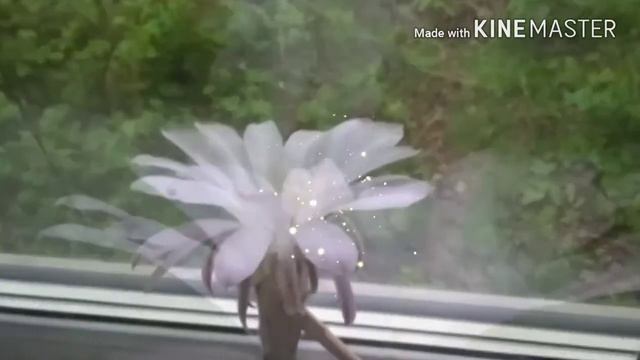 Цветок кактуса. смотреть онлайн