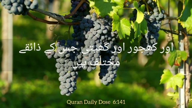باغات|Day 228|6:138-141|Beautiful Recitation|Urdu Translation| Al Quran смотреть онлайн