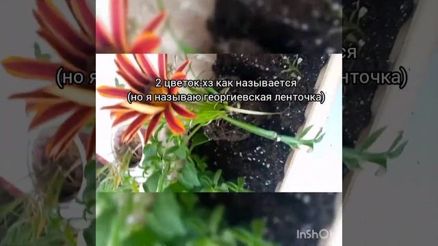 Мини-клумба на балконе с 5 цветами смотреть онлайн