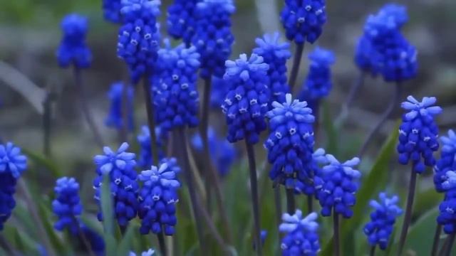 Степан Щипачев - Два сердца смотреть онлайн