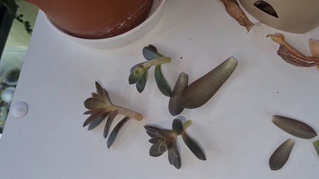 Эхиверия Карниколор Carnicolor Пульвината Pulvinata. Как размножить эхеверии листом #echeveria смотреть онлайн