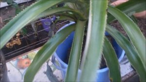 Пересадка ананаса . Отсадка деток ананаса.