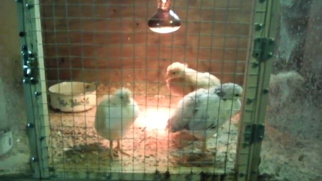 Цыплята из яиц покупных у собственника