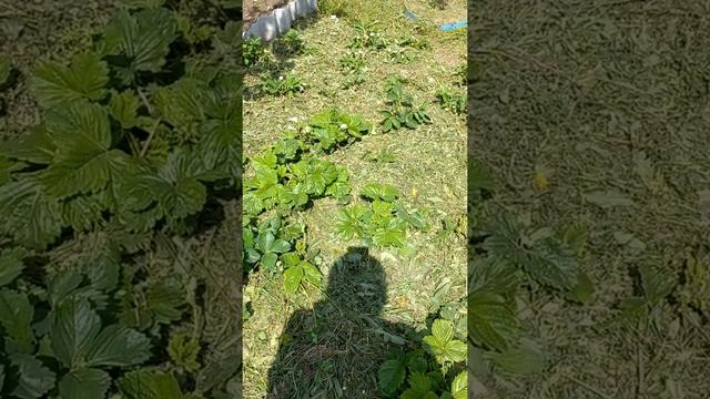 чем замульчировать клубнику. Мульча + удобрение смотреть онлайн