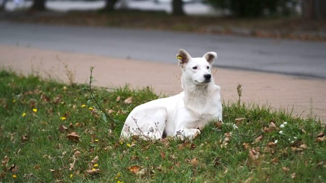 Собака умоляла о помощи. Но посмотрите, что сделали люди! смотреть онлайн
