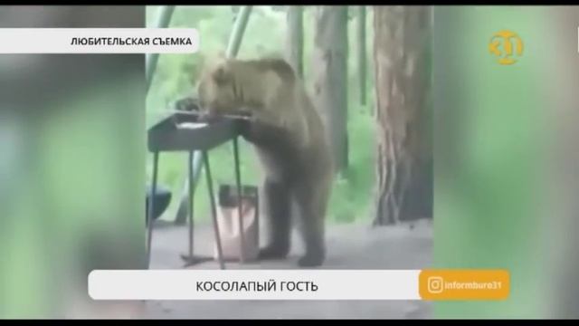 В Восточном Казахстане нашествие медведей