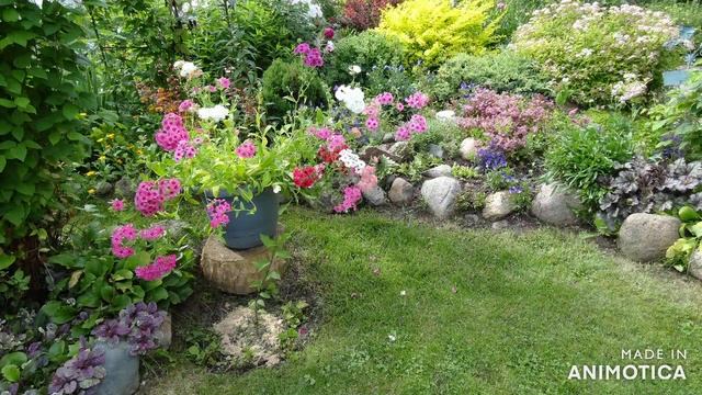 Однолетние цветы с названиями смотреть онлайн