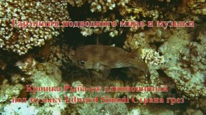 34. Крошка Рыба-еж длинношипый под музыку Edward Simoni Страна грез