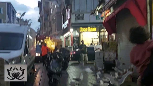 Наглые чайки , жадные кошки .Стамбул.