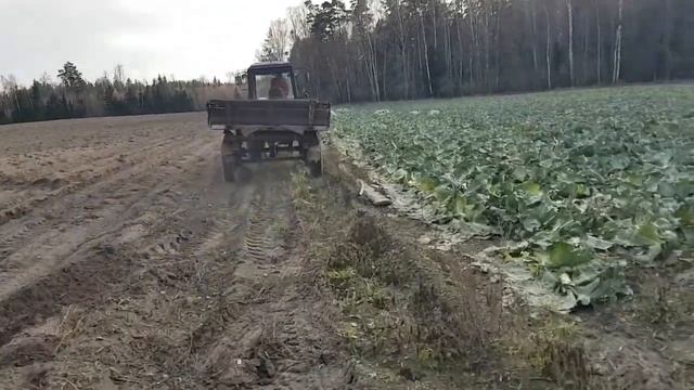 Уборка капусты белокочанной сорт атрия на заказ 2022 - мтз 80 и 2птс4 в действии смотреть онлайн