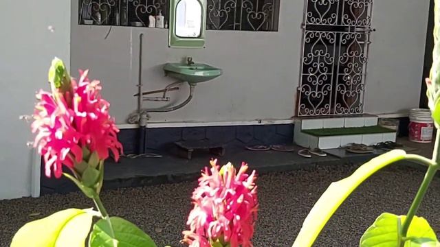 Pachystachys coccinea 💗 смотреть онлайн