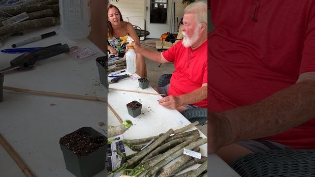 Harvesting and Planting Plumeria Seeds смотреть онлайн