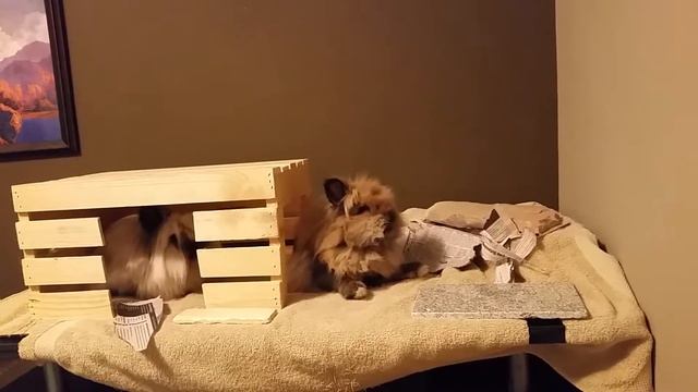 Bunny foot wash смотреть онлайн