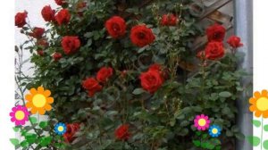 Роза плетистая Дон Жуан (Don Juan). Краткий обзор, описание характеристик, где купить саженцы