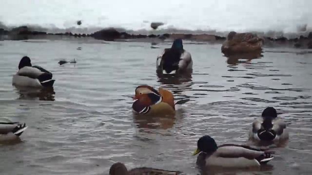 Мандаринки на Яузе смотреть онлайн