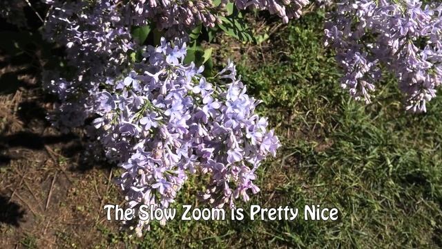 Panasonic HC-WXF1 4K - Walking through a field of Lilacs - Testing Continues смотреть онлайн