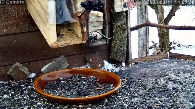 Покорми птичек прямо в эфире. Кормушка - автомат для диких птиц. смотреть онлайн