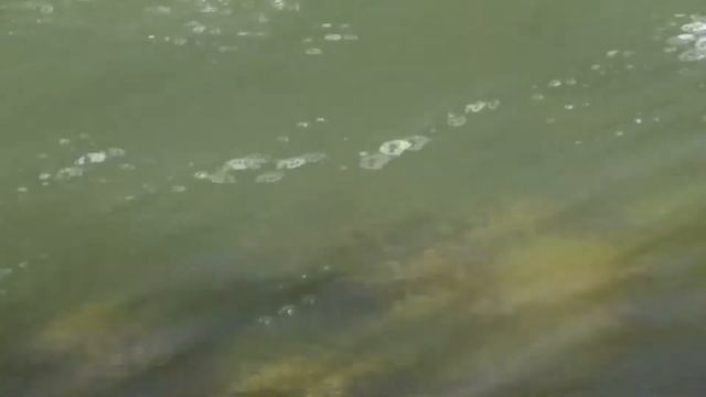 РЫБА ГОЛАВЛЬ на СПИННИНГ. УЛОВИСТЫЕ МЕСТА. ЛОВЛЯ ГОЛАВЛЯ для НАЧИНАЮЩИХ смотреть онлайн