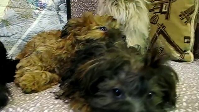 Щенки цветной болонки питомника "Цвет Хибин." смотреть онлайн