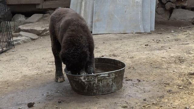 Стеллар Микс Жаркая Ночь 4мес