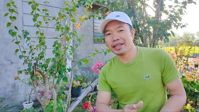 GAWIN MO ITO PARA MAPABILIS ANG PAGLAKI NG BOUGAINVILLEA | Bougainvillea Tree смотреть онлайн